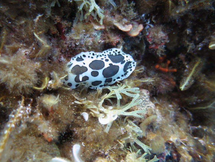 Reqqa Point malta diving